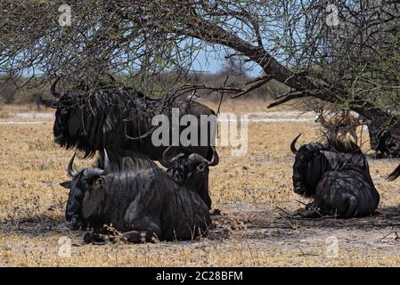 gnus in the shade of an acacia tree in Nxai Pan National Park in Botswana Stock Photo