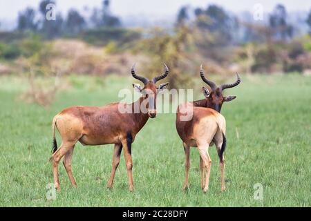 Swayne's Hartebeest antelope in Senkelle Sanctuary, Ethiopia, Africa wildlife Stock Photo