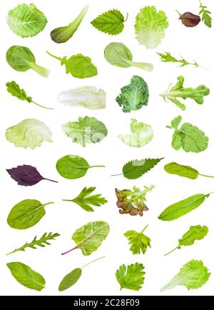 set from various fresh leaves of edible greens isolated on white background Stock Photo