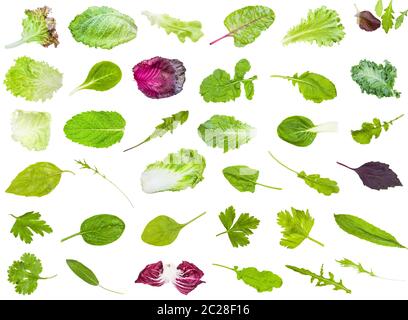 many various fresh leaves of edible greens isolated on white background Stock Photo