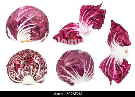 various leaves and cabbageheads of red radicchio (italian leaf chicory) plant isolated on white background Stock Photo