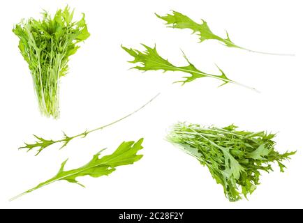 various leaves and bunches of japanese leaf cabbage mizuna (brassica rapa subsp nipposinica var laciniata) plant isolated on white background