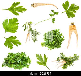 various roots and greens of parsley plant isolated on white background Stock Photo