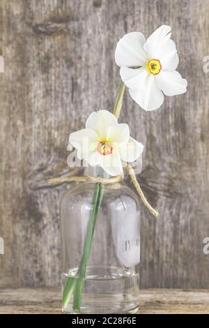 White daffodils, daffodils in a vase in front of wood background. Stock Photo