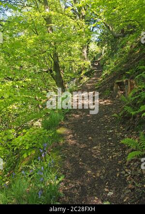 a narrow path through vibrant green spring woodland along the side of a steep valley surrounded by ferns and bluebells Stock Photo