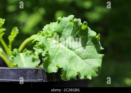 A young Kale cabbage plant grown in  a pot in a container garden during spring Stock Photo