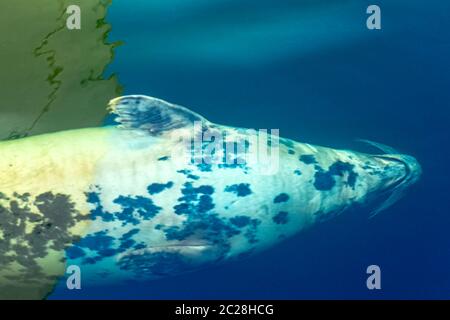 Grey seal (Halichoerus grypus) swimming in Baltic Sea - Hel, Pomerania, Poland Stock Photo