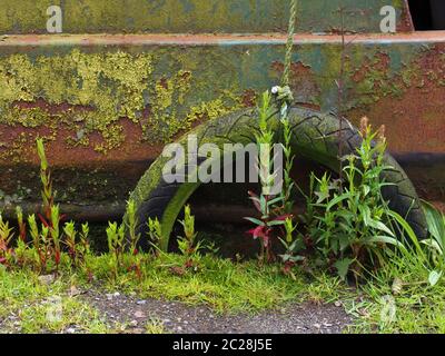 close up of a rubber tyre on a rope used as a bumper on an old rusty boat covered in green moss and peeling paint surrounded by Stock Photo