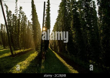 Scaffolding poles for hop cultivation in Bavaria at sunrise Stock Photo