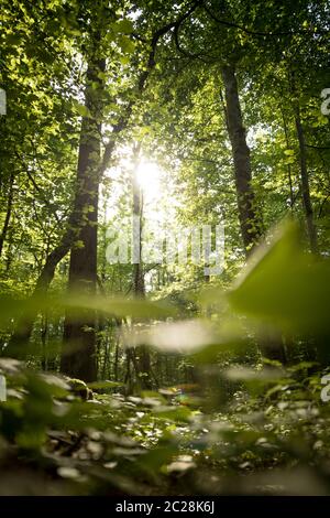 Impressive trees in the forest. Fresh green leaves and sunshine, springtime. Bottom view. Stock Photo