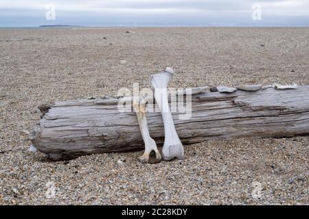 Bones lying on drift wood on an island called 'Nordaustlandet' on Svalbard. Stock Photo