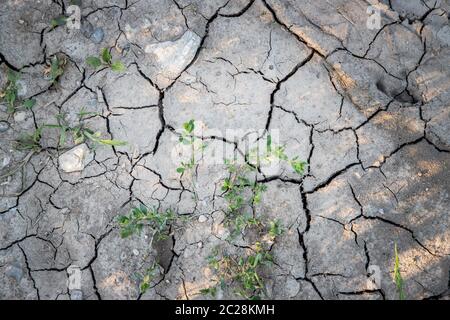 Dry cracked soil on a field, global warming Stock Photo