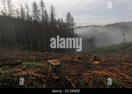 Overath, Germany. 17th June, 2020. In the morning, wafts of mist pass by a deforested area of the Königsforst forest, where spruce trees infested by the bark beetle have been felled. Credit: Oliver Berg/dpa/Alamy Live News Stock Photo