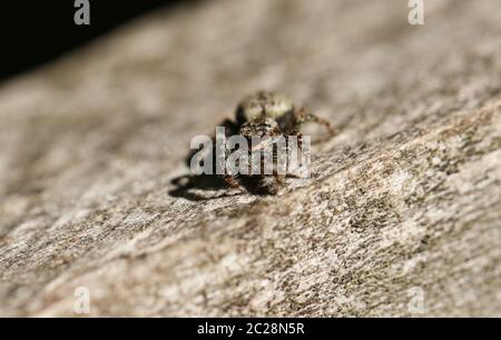 A Fence-Post Jumping Spider, Marpissa muscosa, hunting for food on a wooden fence. Stock Photo