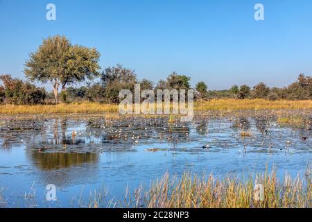 Typical beautiful african landscape, wild river in national park Bwabwata on Caprivi Strip with water lilies bloom in water. Namibia africa wilderness Stock Photo