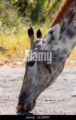 head detail of south african giraffe preparing to feeding from ground, Chobe National Park, Botswana safari wildlife Stock Photo