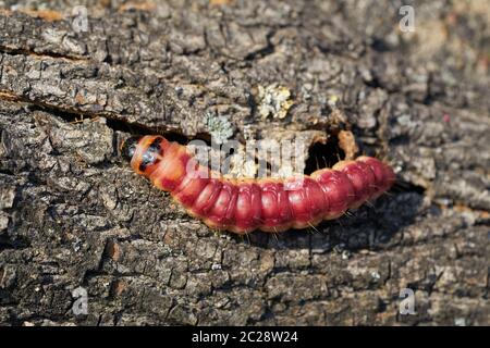 Larva of a goat moth (Cossus Cossus) on the bark of a tree Stock Photo