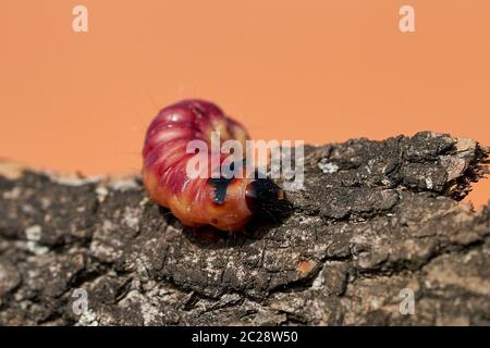 Larva of a goat moth (Cossus Cossus) on the bark of a tree Stock Photo