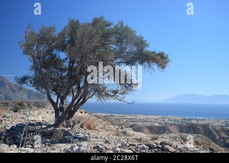 Tree at Antimachia on Kos