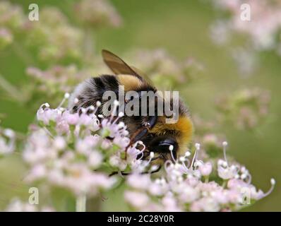Helle Erdhummel(Bombus lucorum Stock Photo - Alamy