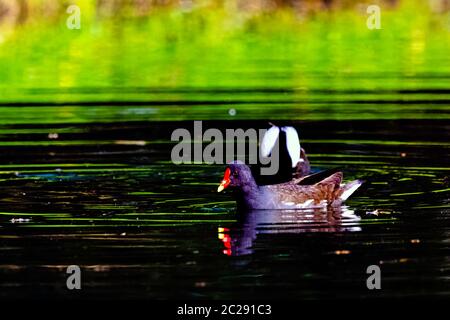 Eurasian common moorhen (Gallinula chloropus) also known as marsh hen, waterhen and swamp chicken - swimming in Octagon Lake Stock Photo