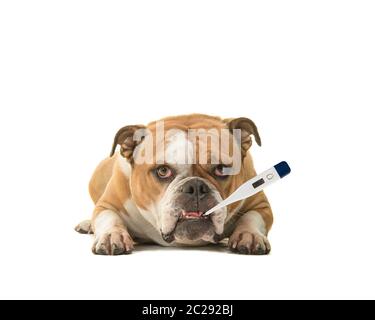 Cute english bulldog lying down being sick looking at the camera with a thermometer in its mouth isolated on a white background Stock Photo