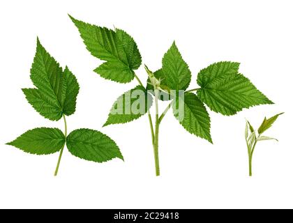 set of raspberry twig shoot branches with developing green leaves isolated on white background Stock Photo