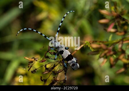 Rosalia longicorn (Rosalia alpina) or Alpine longhorn beetle Stock Photo