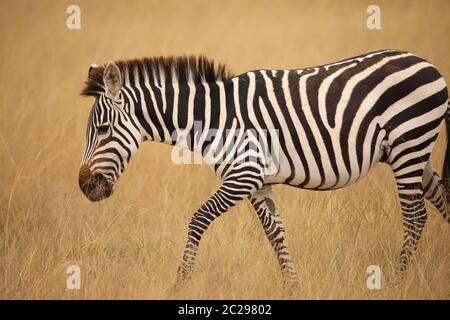 Close up of a zebra in Kenya Stock Photo