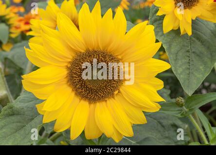 Sunflower 'Little Leo', Helianthus annuus Stock Photo