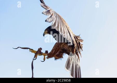 Flying harris's hawk (Parabuteo unicinctus) formerly known as the bay-winged or dusky hawk Stock Photo