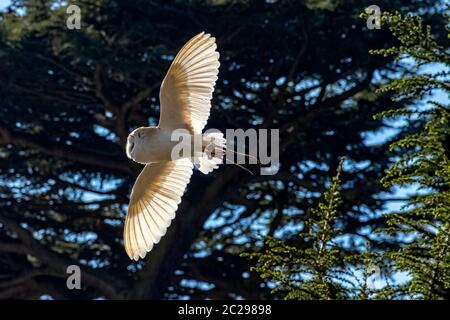 Flying common barn owl  (Tyto alba) Stock Photo