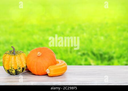 Pile of pumpkins. Close-up of a stack decorative colorful pumpkins on a bright wooden table against abstract blurred natural green yellow background. Stock Photo