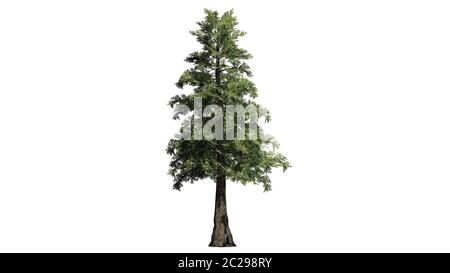 Western red Cedar - isolated on white background Stock Photo