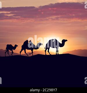 camels silhouettes in dunes at sunset Stock Photo