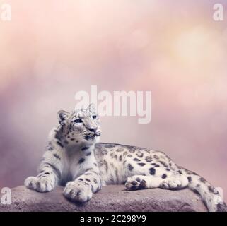 Young Snow leopard portrait resting on rock Stock Photo