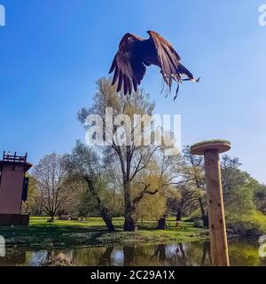 Flying harris's hawk (Parabuteo unicinctus) formerly known as the bay-winged or dusky hawk Stock Photo