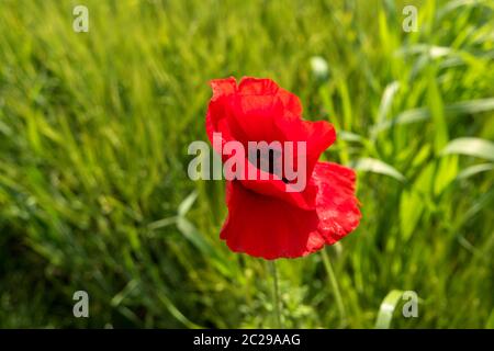 Flower meadow along the long-distance hiking trail Neckarsteig in Germany Stock Photo