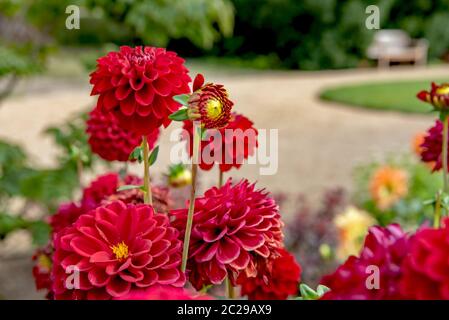 Pompon Dahlia Stock Photo