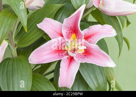 Oriental lily 'Mona Lisa', Lilium Stock Photo