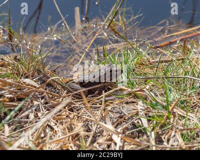 Common frog in the grass on the edge of a body of water Stock Photo