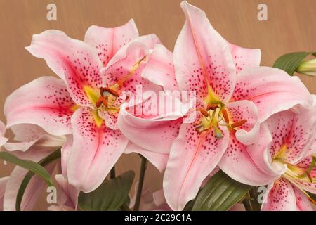 Oriental lily 'Mona Lisa', Lilium Stock Photo