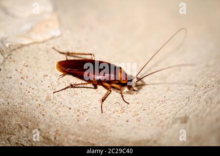 Cockroach runs up a wall Stock Photo