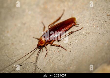 Cockroach runs up a wall Stock Photo