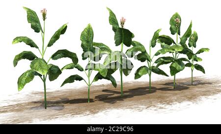 different tobacco plants several - isolated on white background Stock Photo types of tobacco plants External