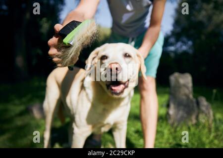 Routine dog care. Pet owner is brushing fur of his labrador retriever. Stock Photo