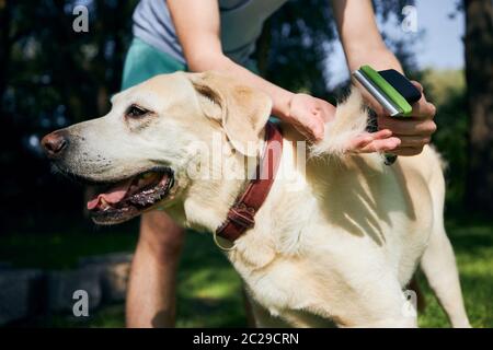 Routine dog care. Pet owner is brushing fur of his labrador retriever. Stock Photo