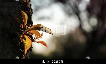 Leaves at a cherry tree in spring at dawn before sunrise Stock Photo