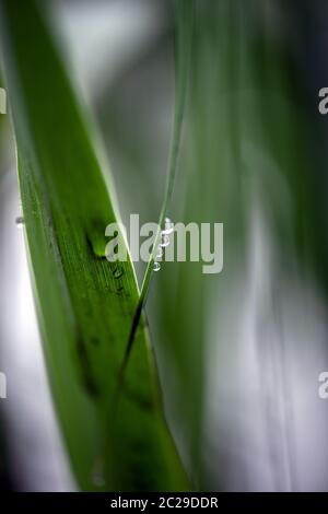 Cologne, Germany. 17th June, 2020. Drops of water have collected on leaves in Cologne's Volksgarten. Credit: Federico Gambarini/dpa/Alamy Live News Stock Photo