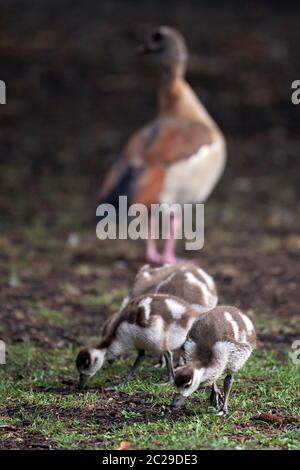 Cologne, Germany. 17th June, 2020. Chicks of Nile geese eat the grass in a meadow in Cologne's Volksgarten. Credit: Federico Gambarini/dpa/Alamy Live News Stock Photo